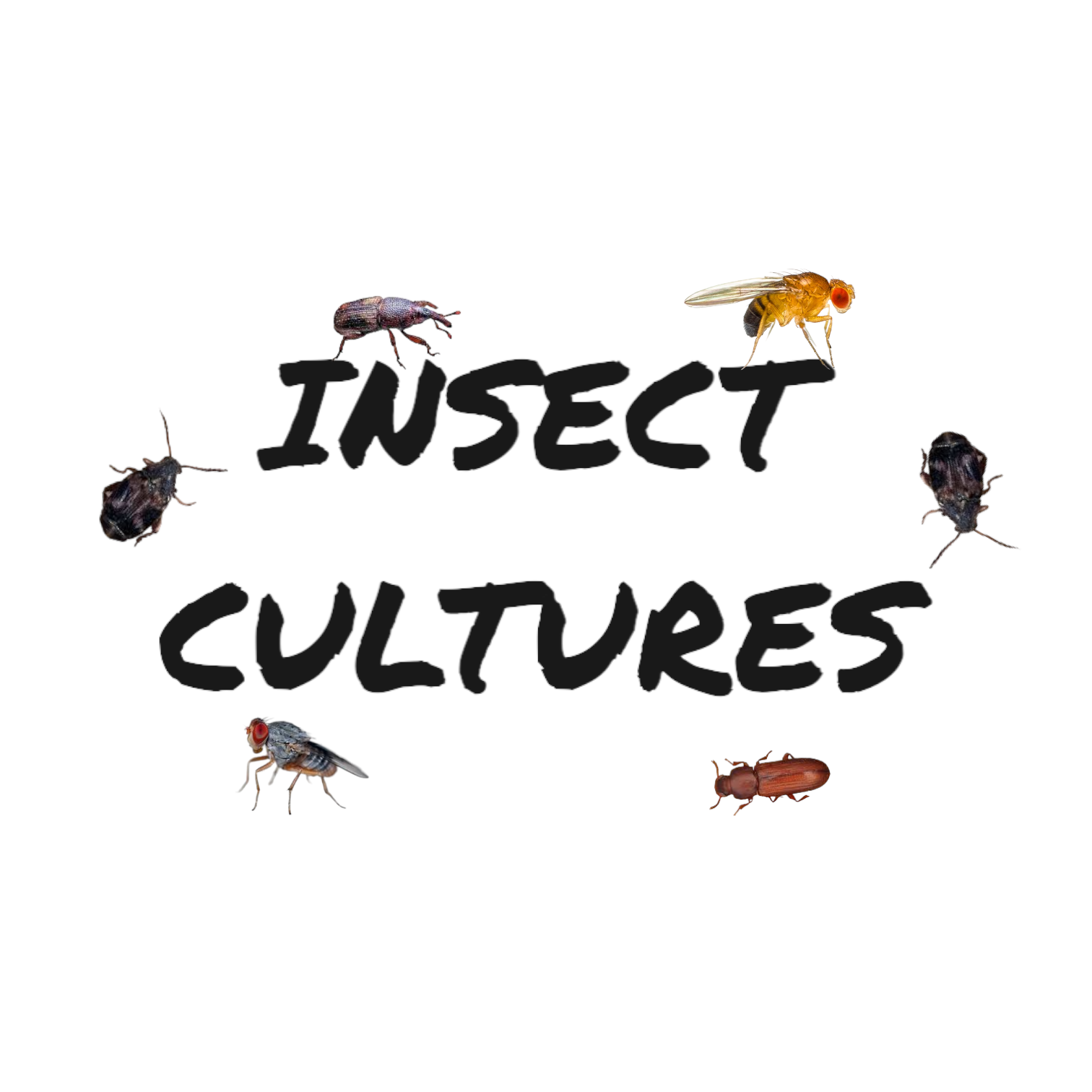 Fruit Flies For Sale Bean Beetles Rice Flour Beetles