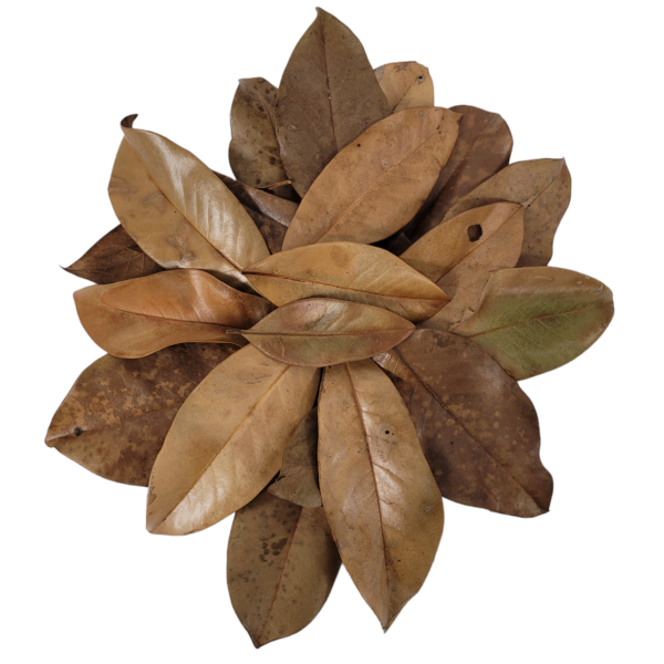 Buy Magnolia leaves for sale