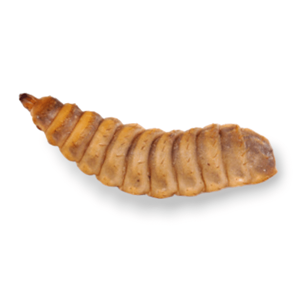 Black Soldier Fly Larvae For Sale