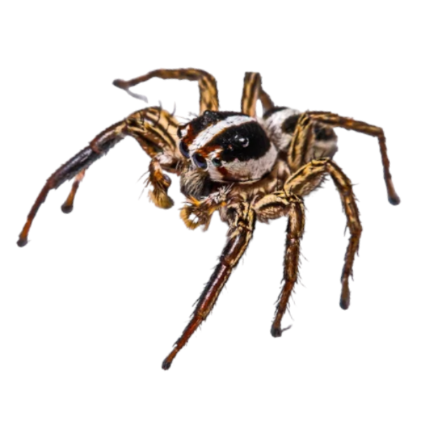 Pantropical Jumping Spider