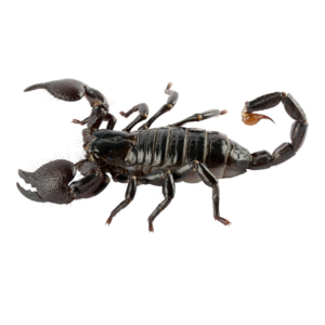 Scorpions, Whiptails & Vinegaroons