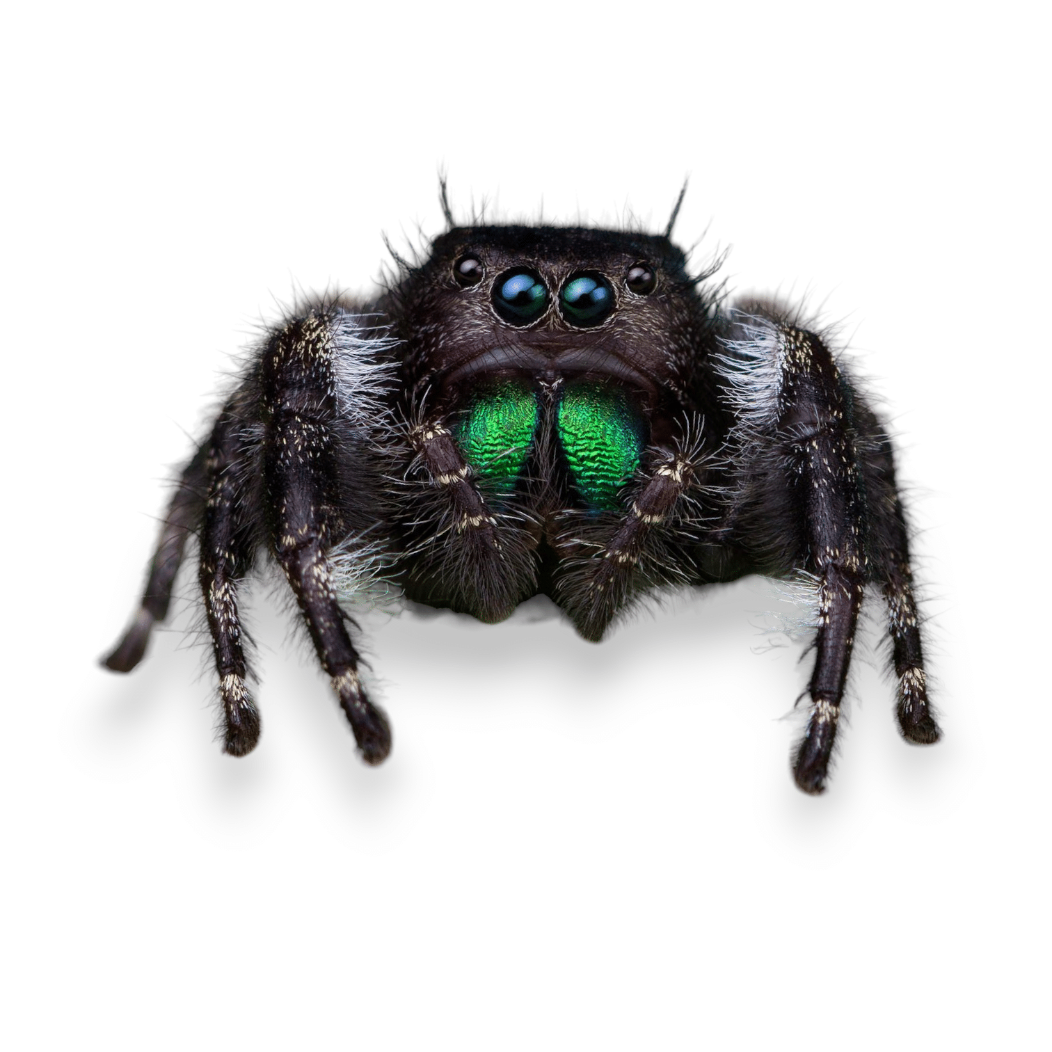 Bold Jumping Spider  Phidippus adax - 40% OFF