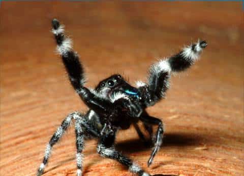 Bold Jumping Spider  Phidippus adax - 40% OFF