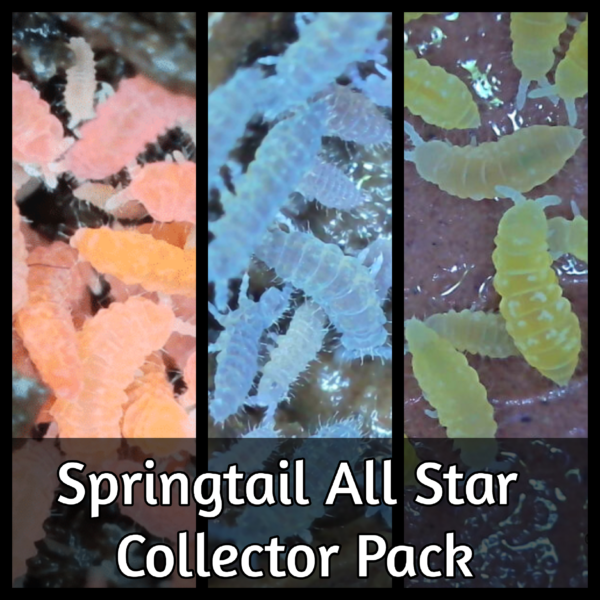 Springtail collector pack