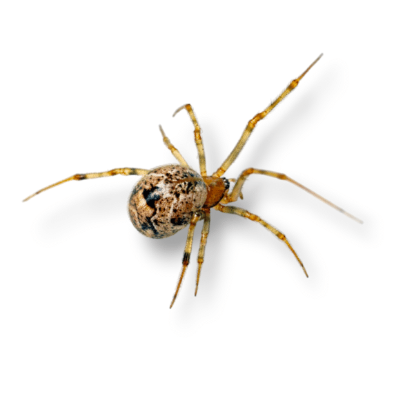 Common Cobweb House Spider for sale