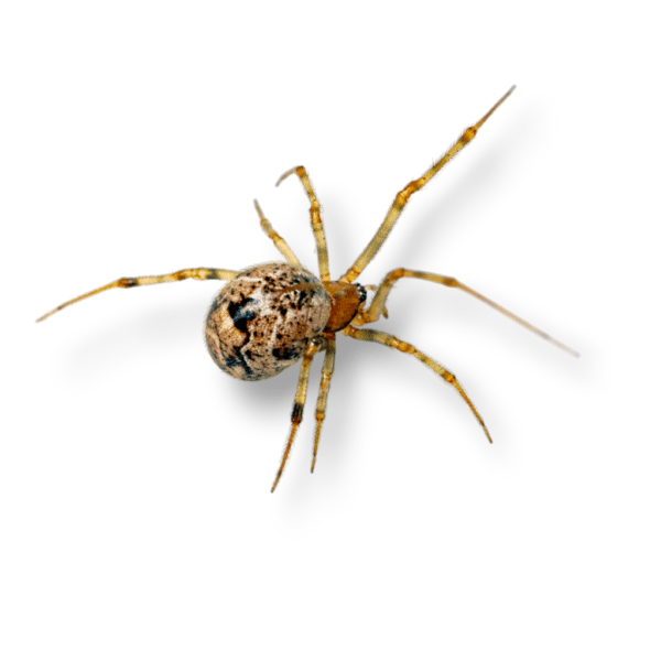 Pantropical Jumping Spider - TC INSECTS