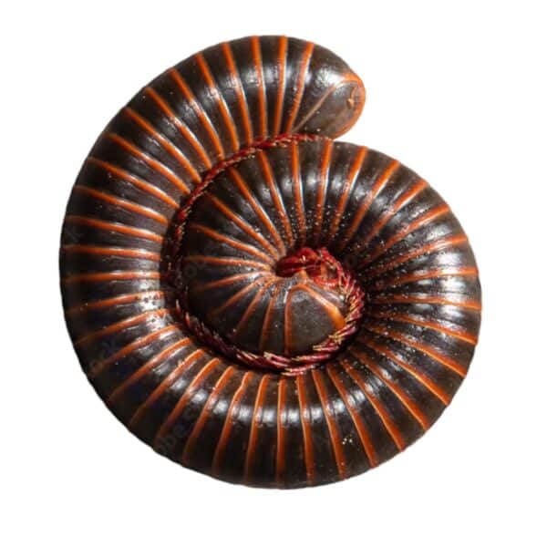 American Giant Millipede