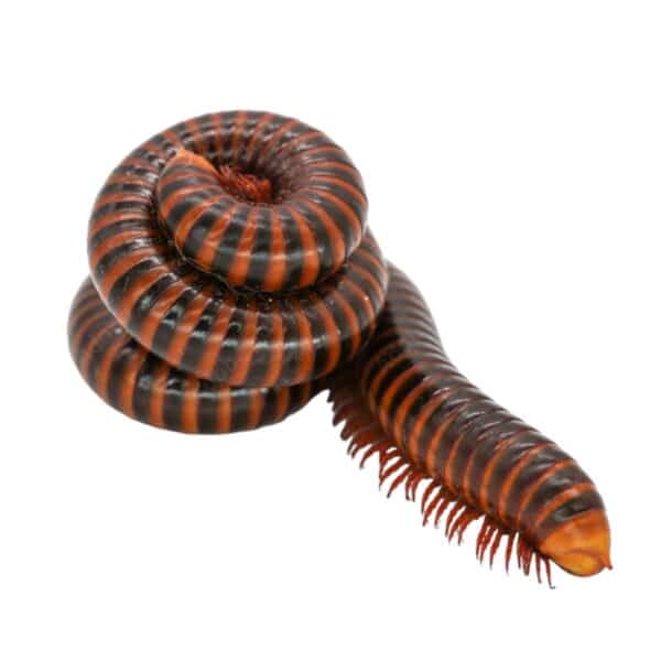 Millipedes for sale