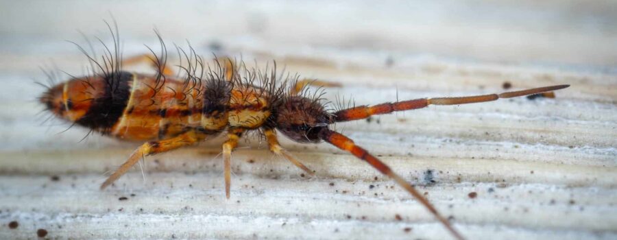 springtail on white textured surface