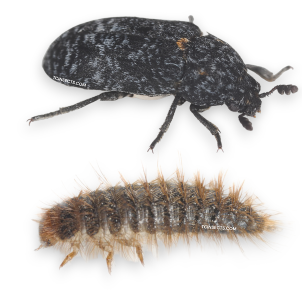 Buy Dermestid beetle larvae for sale