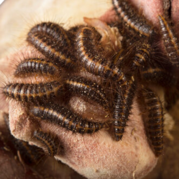 Buy Dermestid beetle larvae for sale