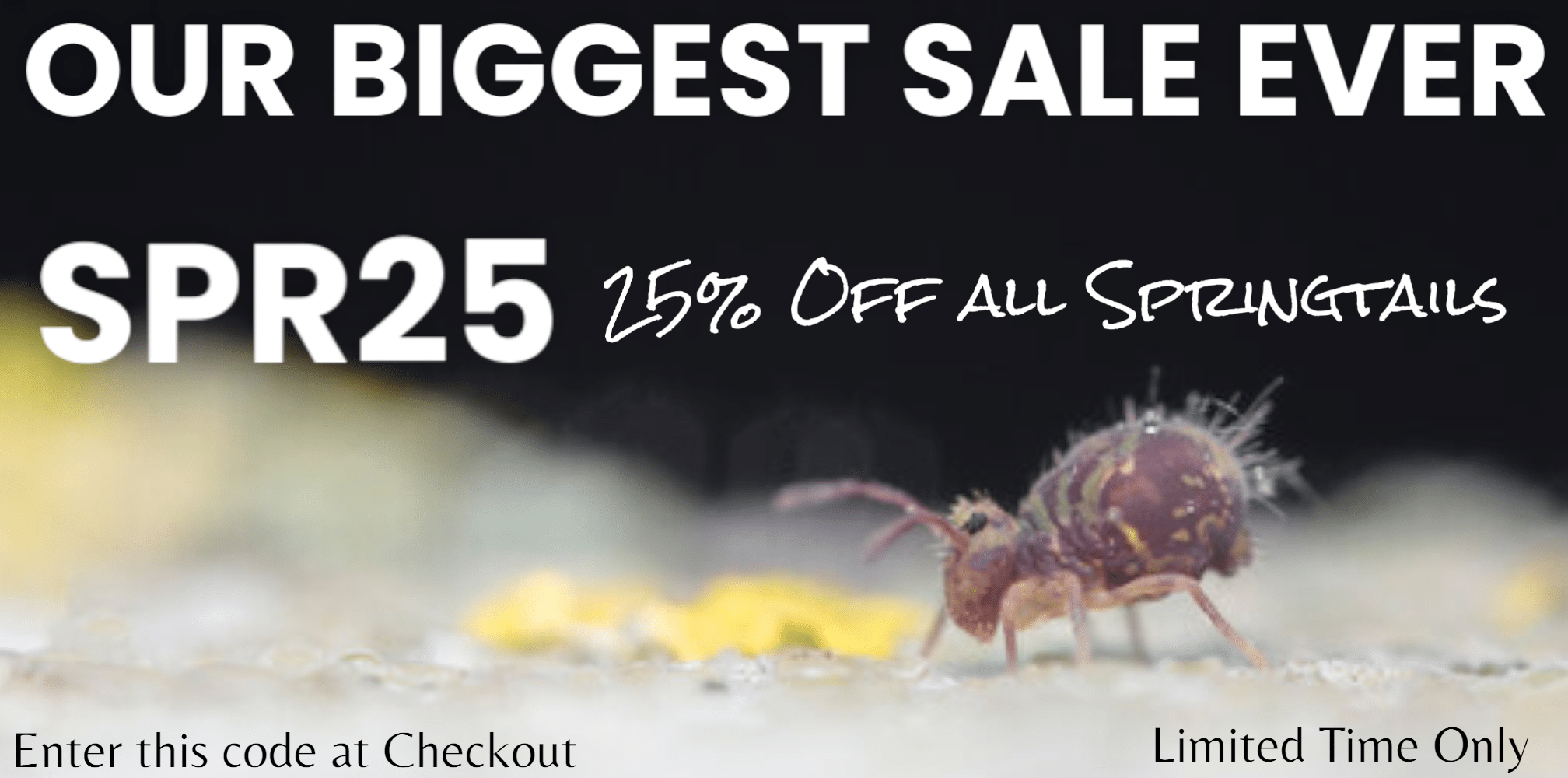 Springtails For Sale, $7.99 Up