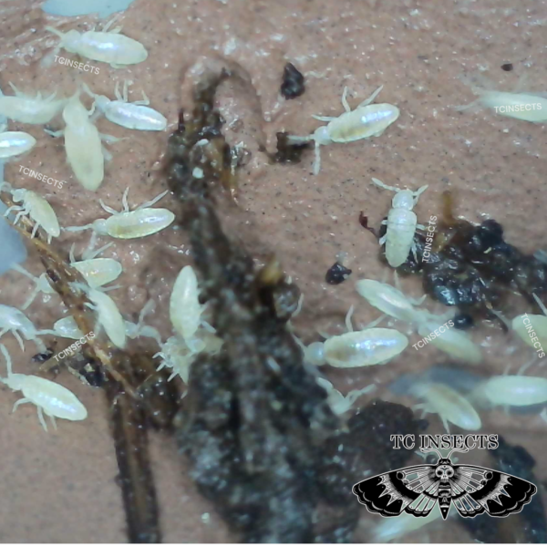 Lepidocyrtus Sp. | Tropical Thunder Springtails