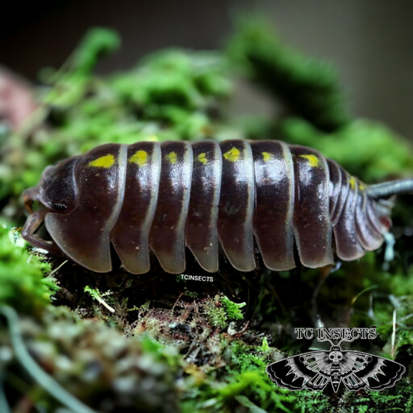 Armadillidium germanicum Armadillidium sp. Adige Valley