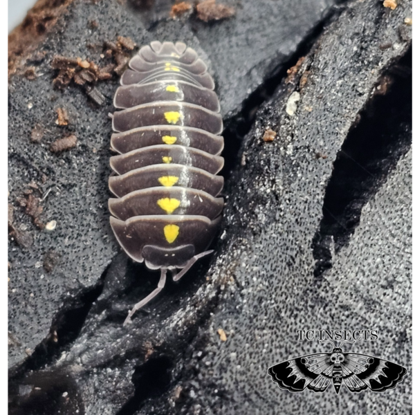 Armadillidium germanicum “Darth Vader”