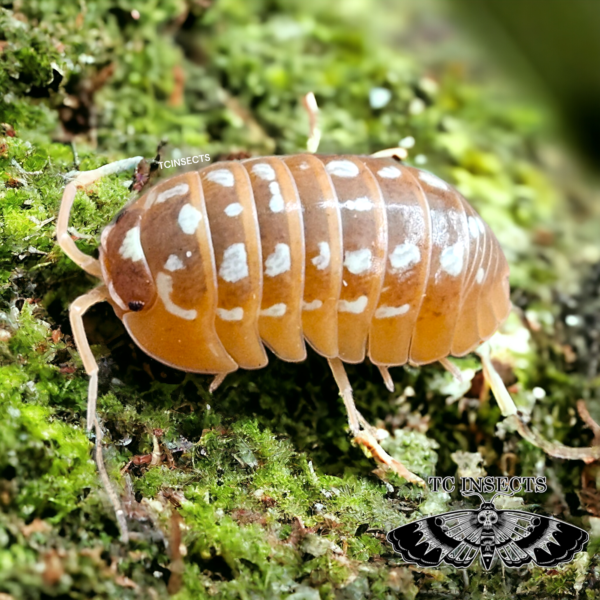 Armadillidium werneri for sale