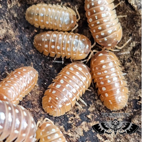 Armadillidium werneri “orange”