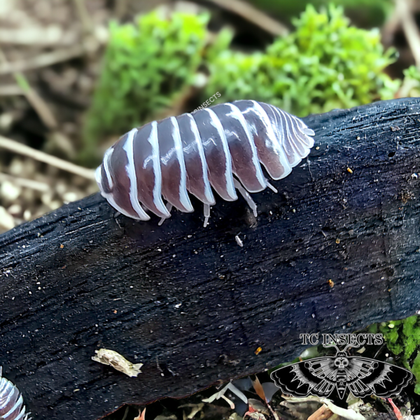 Armadillidium maculatum “Chocolate Zebra” for sale