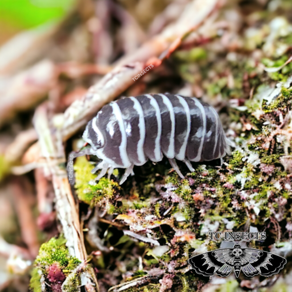 Armadillidium maculatum – Chocolate Zebra