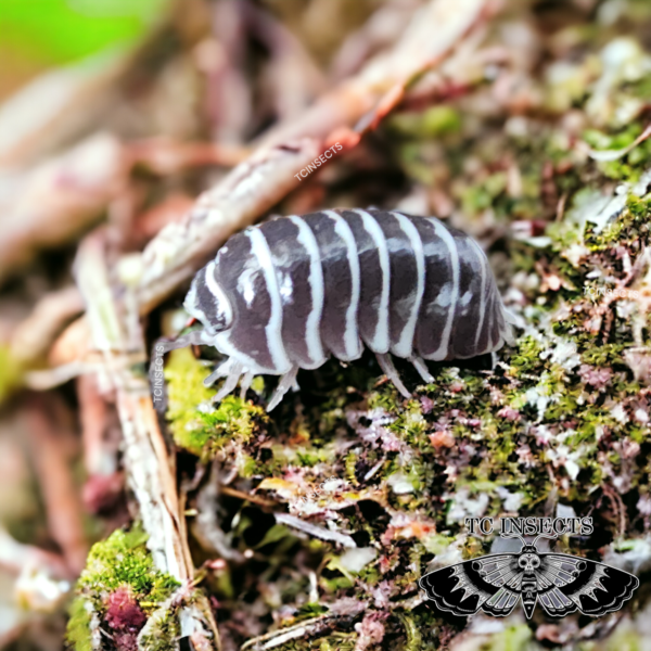 buy Armadillidium maculatum “Chocolate Zebra”