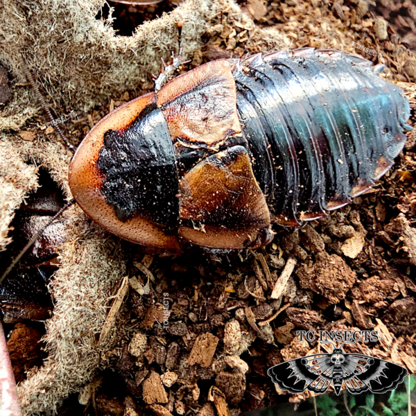 Byrsotria fumigata “Cuban Burrowing Roach”
