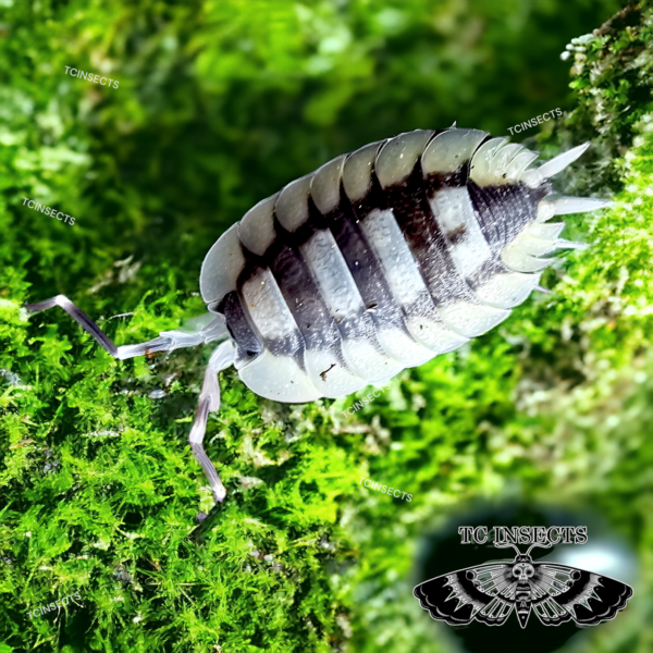 Porcellio expansus