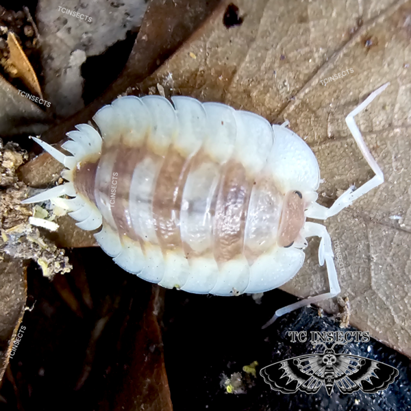 Porcellio expansus “Autumnal Equinox”