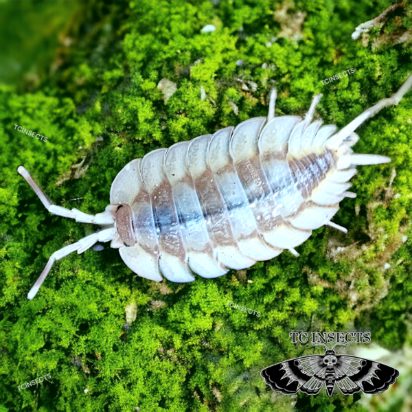 Porcellio expansus "Autumnal Equinox"