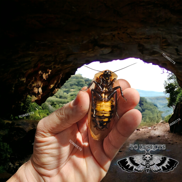 Blaberus sp. Honduras “Honduras Cave Roach”