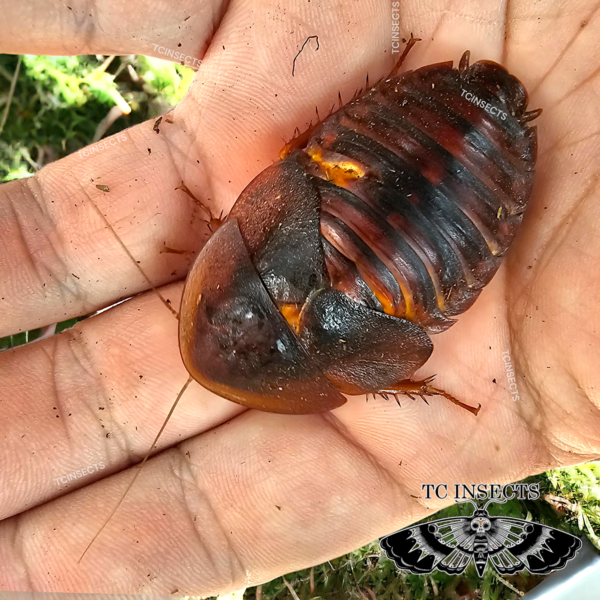 Hemiblabera tenebricosa | Horseshoe Crab Roach For Sale