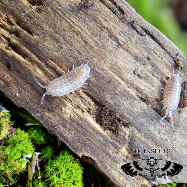 Niambia capensis “African cape isopod”