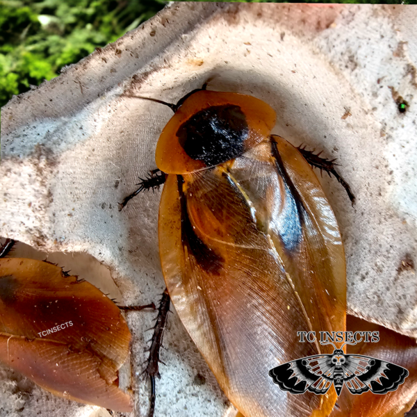 Blaberus parabolicus “Colombia”