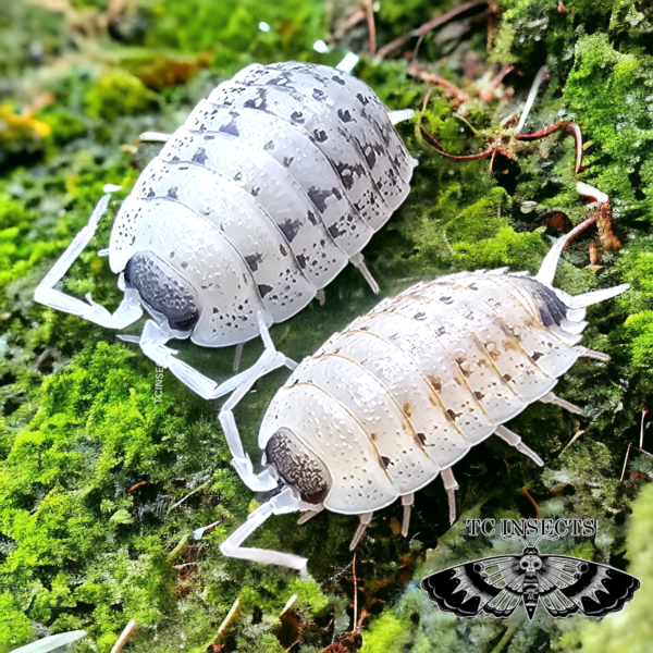 Porcellio nicklesi ‘Rubivan’ for sale USA