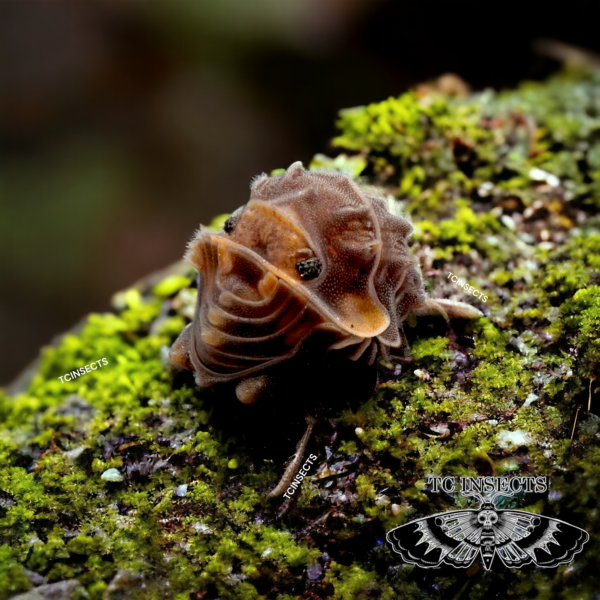 Turbellio borneonus – Dwarf Spiked