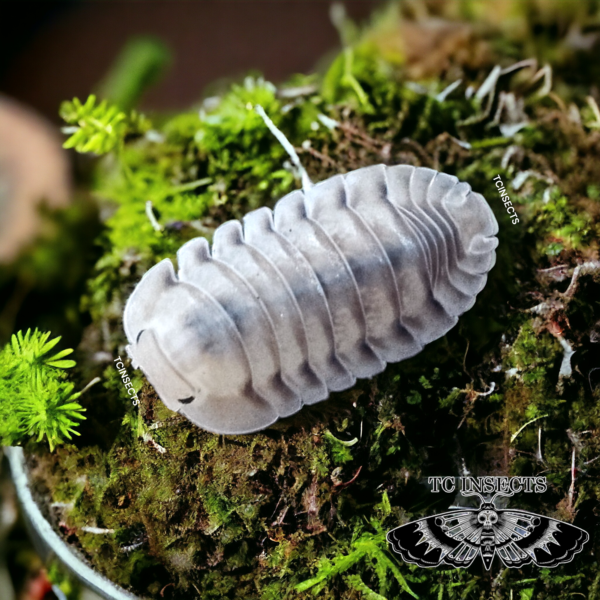 Cubaris sp. “White Pigeon” for sale