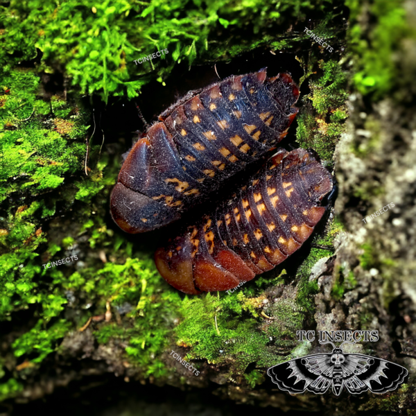 Blaberus cf. peruvianus “Peruvian Cave roach”