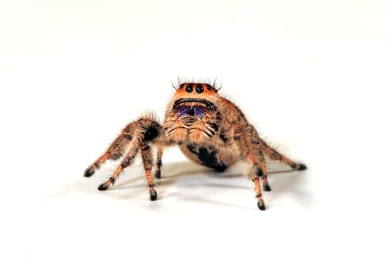Tarantulas & Spiders
