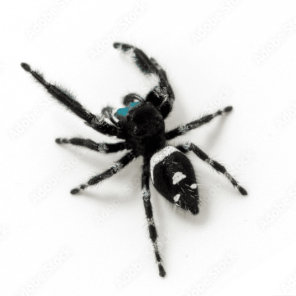 Regal Jumping Spider | Phidippus regius | Male