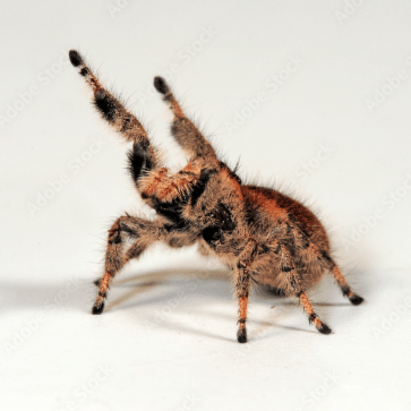 Regal Jumping Spider | Phidippus regius | Orange Female