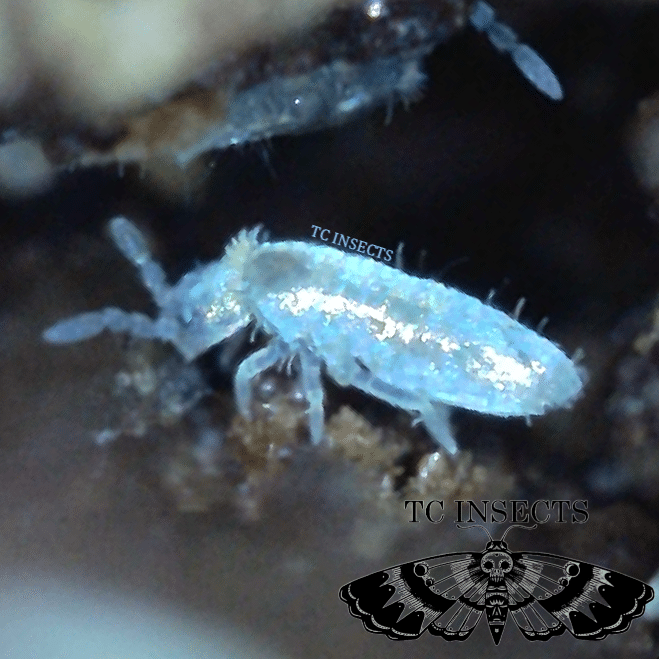 Lepidocyrtus sp. | Pearlescent Springtails - TC INSECTS